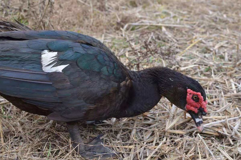 8个月美洲雁飞鸭(母) 5斤 - 散养特种养殖 - 原味生活