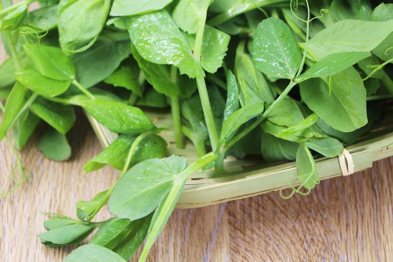 无公害豌豆苗 无公害叶菜类 原味生活