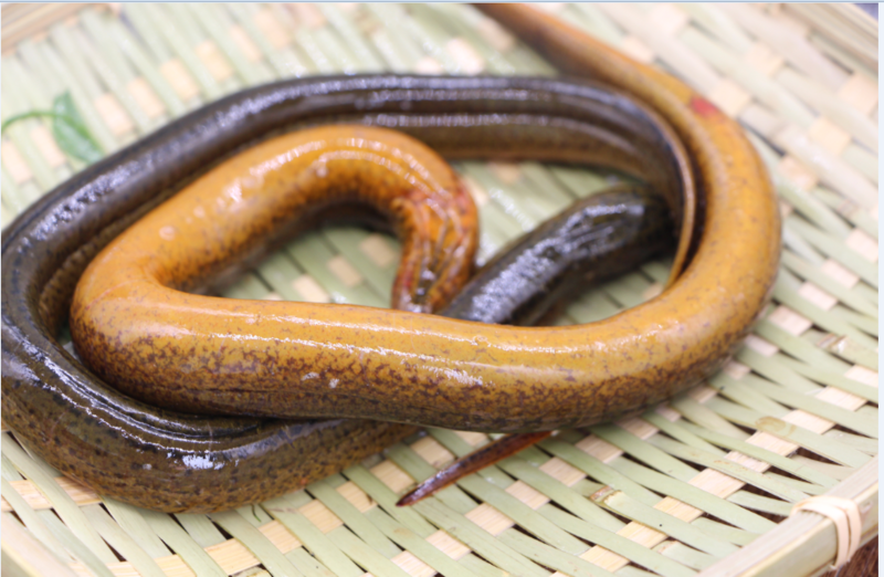 水库长鱼每条1两2两