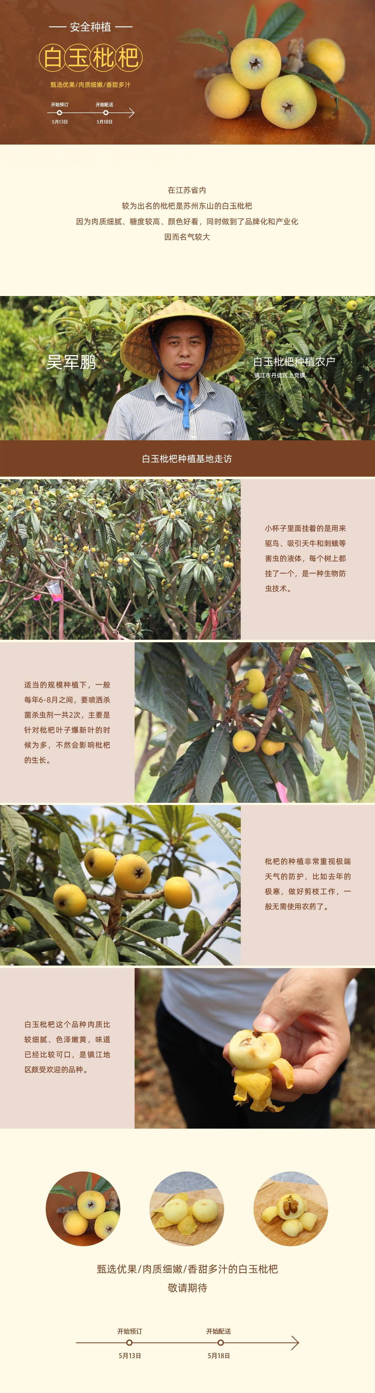 安全种植白玉枇杷来咯