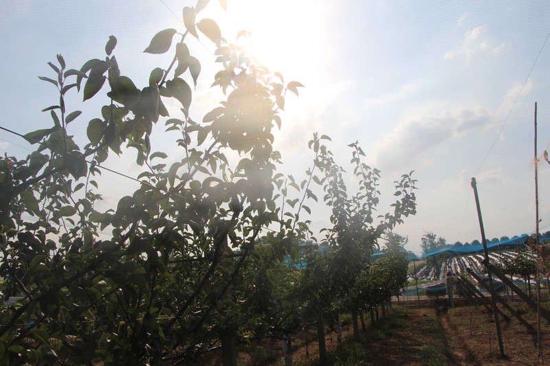 吃高技术含量的草生栽培砂梨 迎接秋高气爽的凉爽秋季 文章详情 原味生活