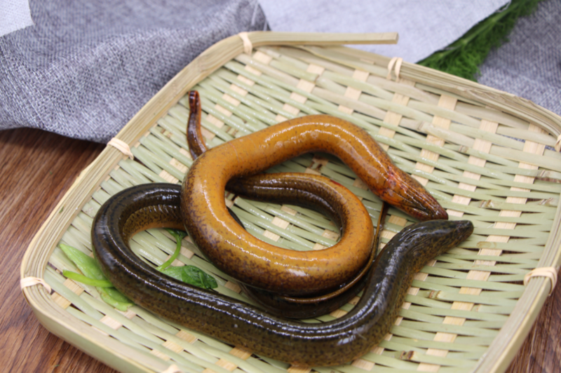 水库长鱼每条1两2两