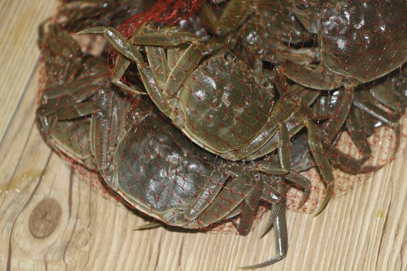 外江野生毛蟹05斤小